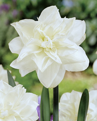 Narcis plnokvetý strapkatý Obdam 12/14, 100 kusov  